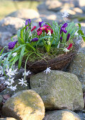 Basket of wire vine planted with star-of-Bethlehem, crocus, bellis, snowdrop and grape hyacinth