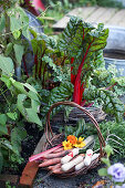 Chard and basket with small garden tools and freshly harvested carrots