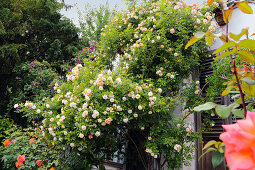 Rambler rose 'Ghislaine de Feligonde' on the house wall