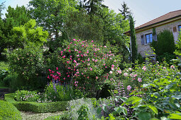 Mediterranean garden with blooming roses