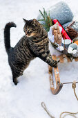Katze am vollbeladenen Schlitten im Schnee