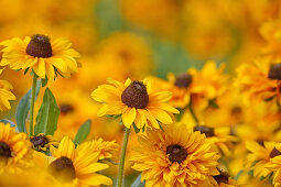 Gelbe Blüten vom rauen Sonnenhut