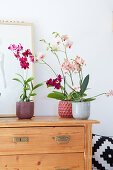Moth orchids and Dendrobia orchid on top of chest of drawers