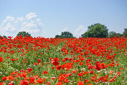 Flower meadow with poppies and chamomiles