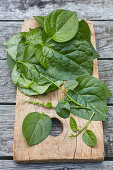 Frisch geernteter Malabar-Spinat auf Holzbrett