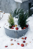 Conifers and apples in zinc tub in snow