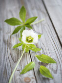 A Lenten rose flower and leaves on a wooden surface