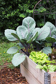 Red cabbage and lettuce in raised bed