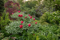 Blooming peony in the garden (Paeonia)