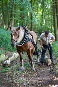 Mann mit Pferd bei der Sicherung eines gefällten Baumes mit Kette