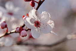 Branch of cherry plum blossom (Prunus cistena)