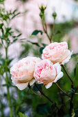 Rosafarbene Rosen im Garten