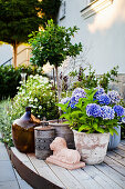 Potted hydrangeas, animal figure, lantern and demijohn on wooden decking
