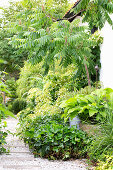 Garden path lined with plants