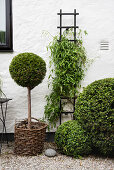Topiary with plants and trellis with golden wood vine along house wall