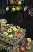 Holzkiste mit Quitten, Äpfeln und Walnüssen vor Holzwand