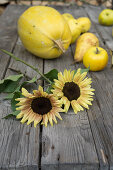 Sonnenblumen zwischen Quitten, Birnen und Kürbis auf Holztisch