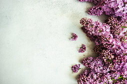 Fresh lilac flowers on concrete background