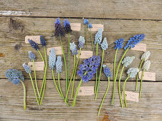 Different kinds of hyacinths with labels on a wooden surface