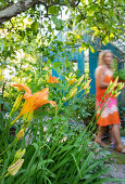 Daylily (Hemerocallis) in garden, woman in background