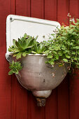 Houseleek and sweet scented geranium in an enameled antique sink on a red-brown wooden wall