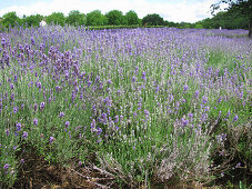 Blühendes Lavendelfeld (Lavandula angustifolia)