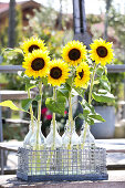 Bügelflaschen mit Sonnenblumen im Flaschenkorb