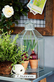 Bulbs in miniature glass greenhouse and potted herbs