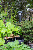 Japanese bamboo fountain surrounded by hosta 'Age of Gold