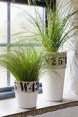 Grasses in decorated plant pots