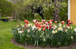 Tulpen (Tulipa) und Narzissen (Narcissus) im Frühlingsgarten