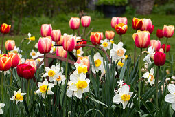 Tulpen (Tulipa) und Narzissen (Narcissus) im Frühlingsgarten, mit altem Metallgestell