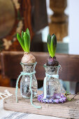 Hyacinth jars, hyacinths (Hyacinthus) in jars