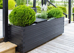 Black raised bed with evergreen shrubs on a patio