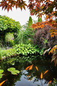Garden pond with koi fish, surrounded by a variety of plants