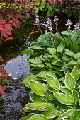 Pond surrounded by lush plants