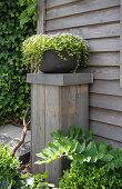 Planter on wooden base, plant ambience and wooden wall