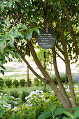 Baum mit Botschaft von Saint-Exupéry in mediterranem Garten und Blumenbeet