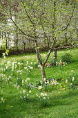 Narzissen (Narcissus) in Frühlingsgarten unter blühendem Baum