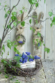 Egg shells filled with grape hyacinths (Muscari) in an Easter nest made of birch twigs