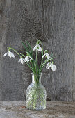 Snowdrops (Galanthus) in glass vase