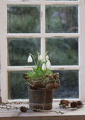 Schneeglöckchen (Galanthus) mit Kresse im Topf und Kränzchen aus Lärchenzweigen auf Fensterbank