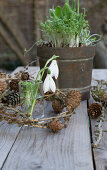 Schneeglöckchen (Galanthus) in Vase, Kresse im Topf und Kränzchen aus Lärchenzweigen