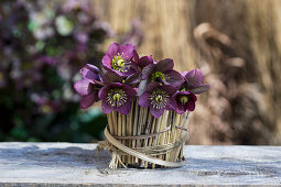 Oriental hellebore in a container with a winter grass wrap