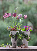 Chequerboard flower (Fritillaria) and primroses (Primula) in clay pots