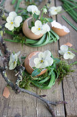 Eierschalen mit Hornweichen und Kränzchen aus Traubenhyazinthenblättern