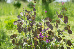 Silberblatt (Lunaria) im Wildgarten