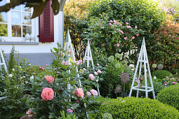 Front garden with roses, box and climbing supports