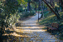 Fallen leaves on the path of a park in autumn