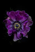 Violettblaue Kronen-Anemone (Anemone coronaria)